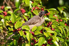 Helmeted Friarbird